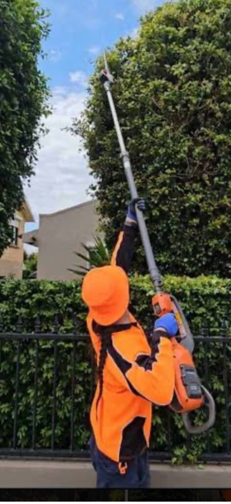 Precision Eucalyptus Canopy Trimming