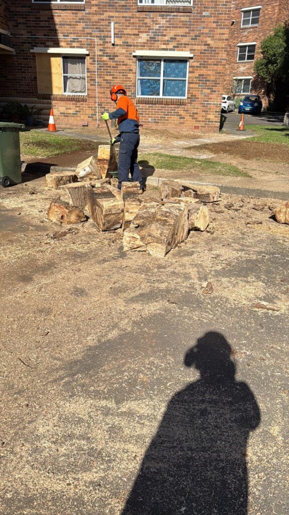 Confined Sectional Pine Tree Removal
