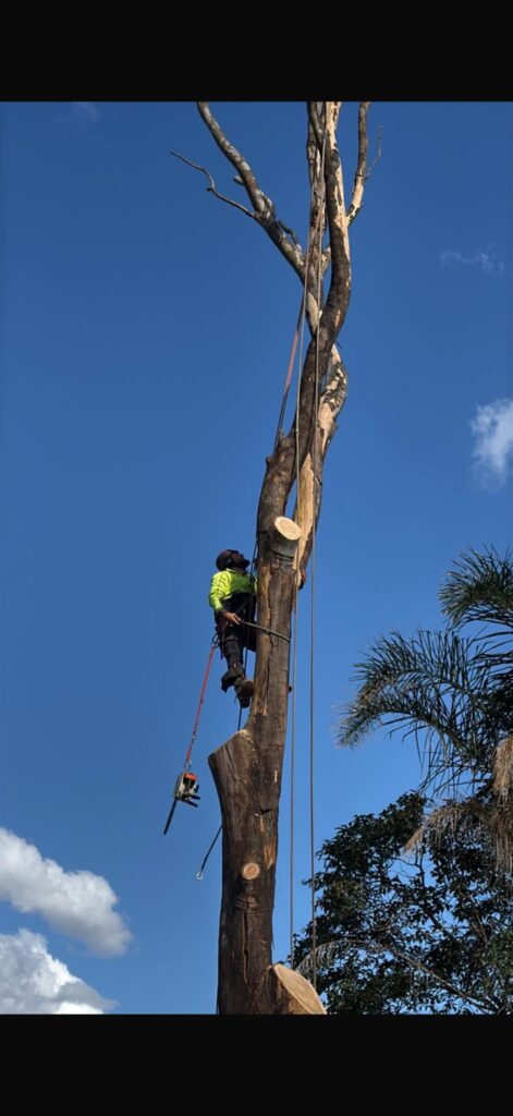 High-Climbing Canopy Management